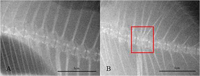 Temperature Significantly Regulates Gene Expressions of Vertebrae Chondrocytes and Osteoblasts in Juvenile Golden Pompano (Trachinotus ovatus)